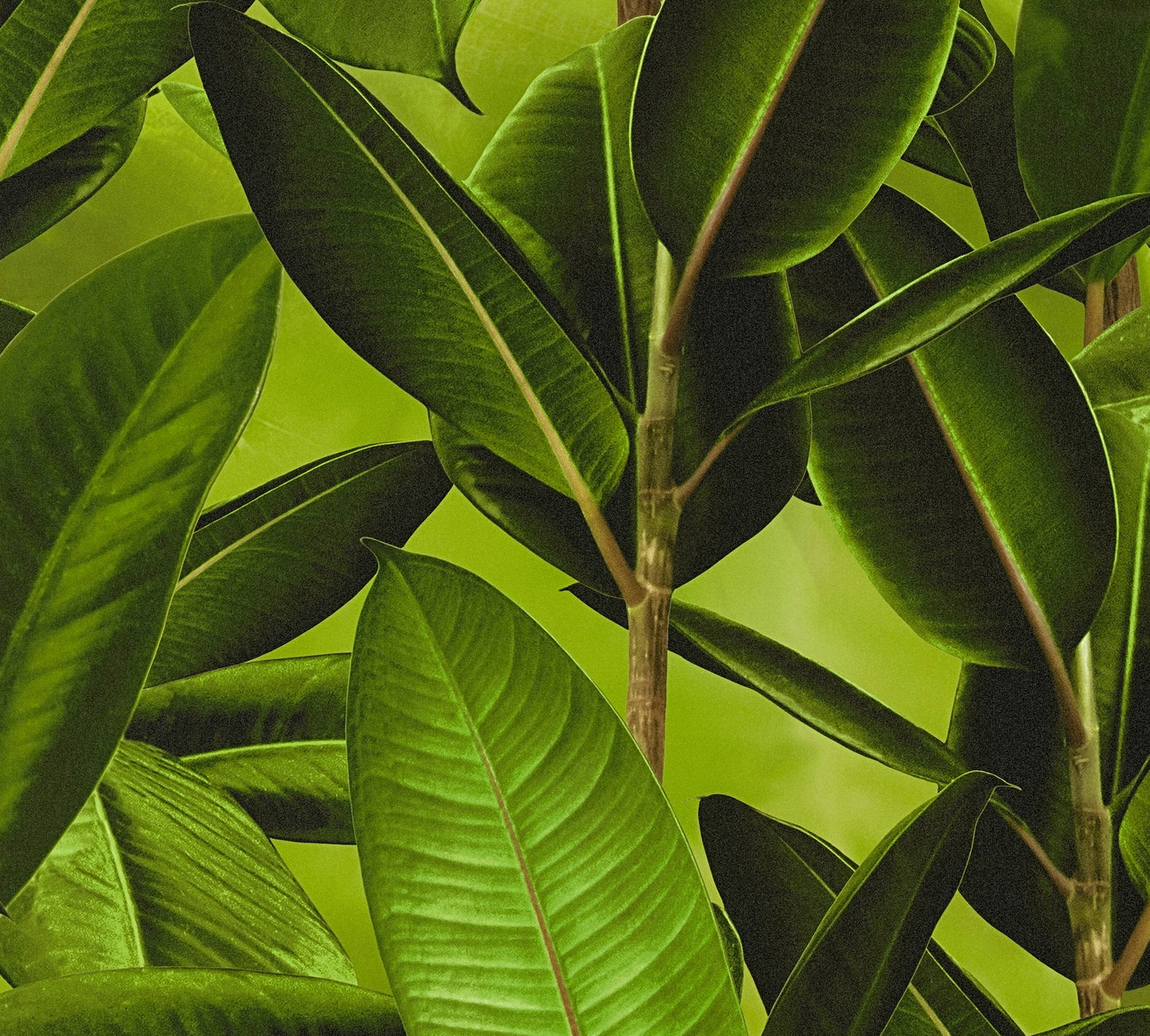 A.S. Création selbstklebende Palmentapete Grün 368531s Dschungeltapete