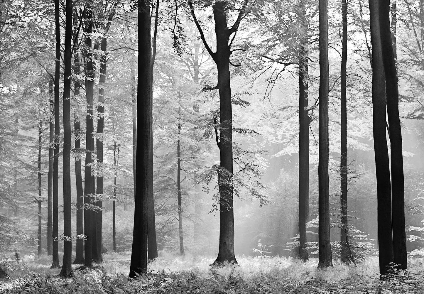 A.S. Création Papier Fototapete Wald Avalon DD118858 Baum Designwalls 2.0