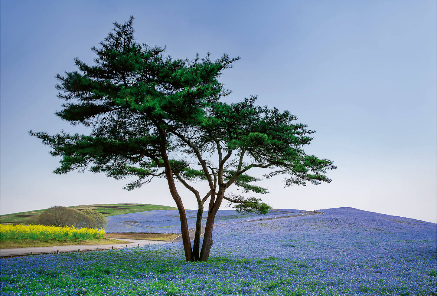 A.S. Création Vlies Fototapete Lavendel Tree Flower Field DD118899 Baum Tapete