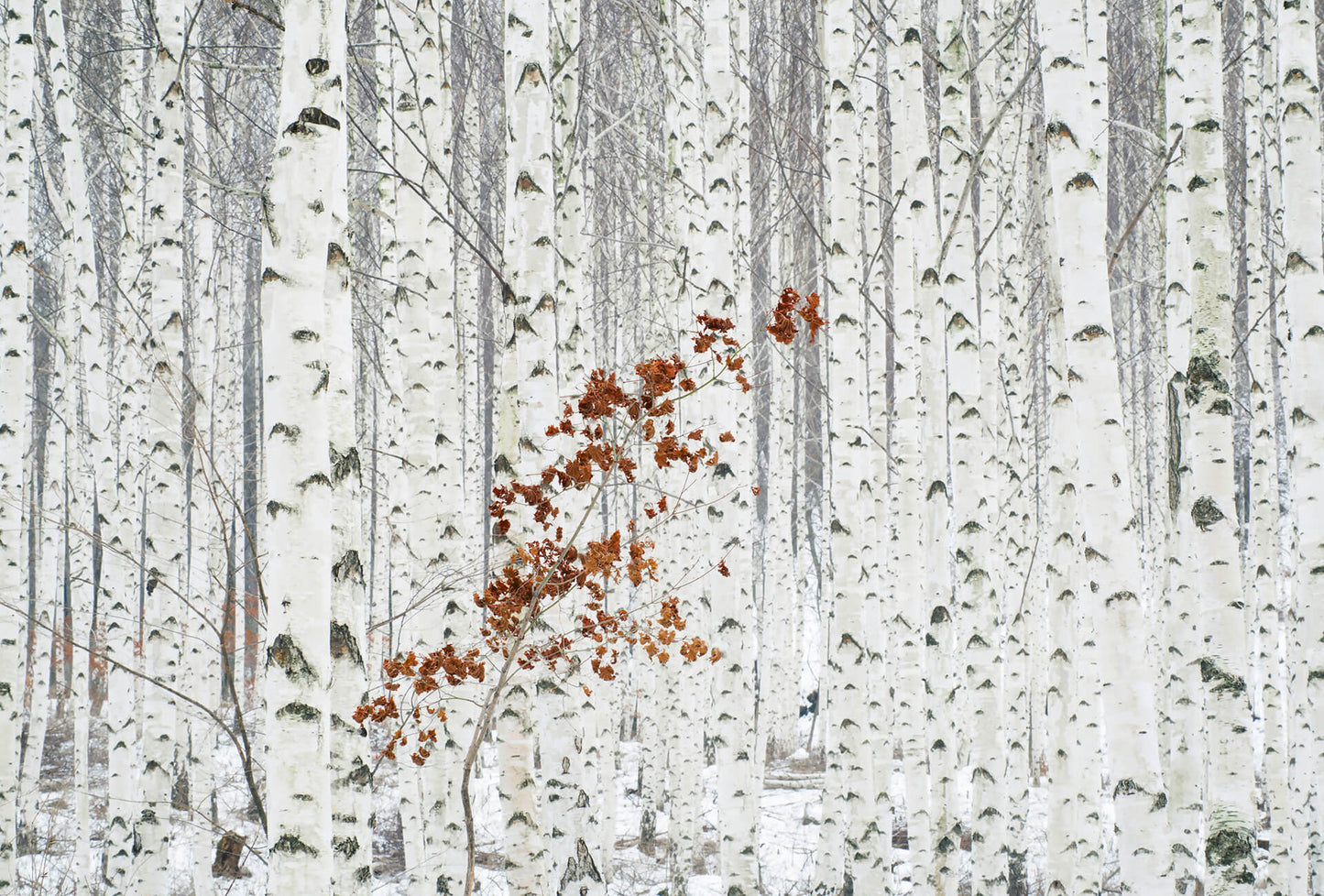 A.S. Création Vlies Fototapete Birkenwald White Birch Forest DD118937 - Tapete