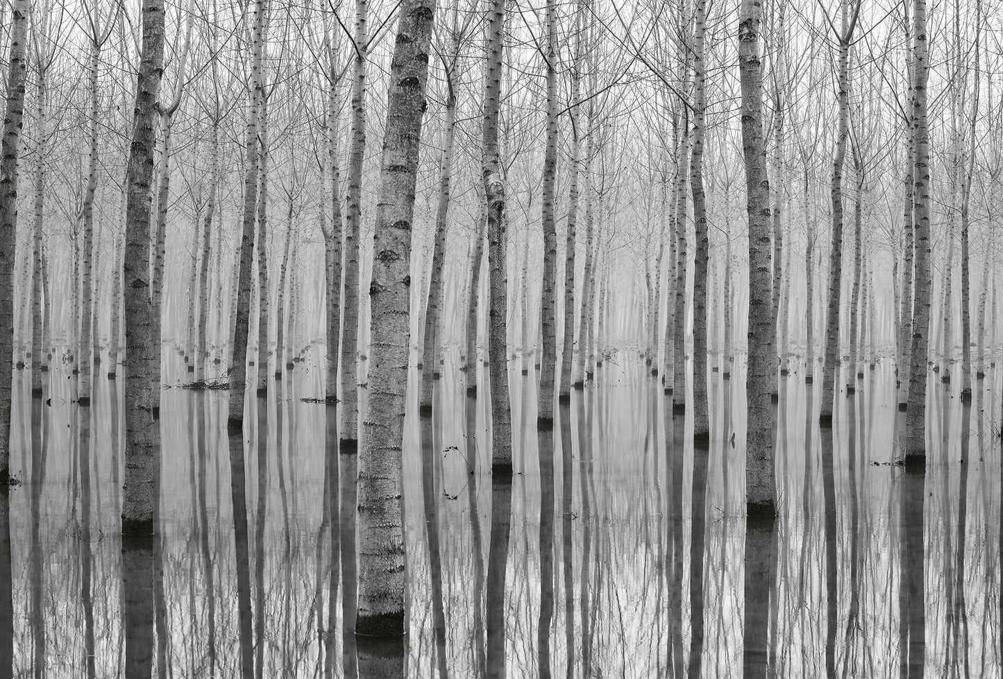 A.S. Création Vlies Fototapete See - Birch Forest in the Water DD118946 Tapete