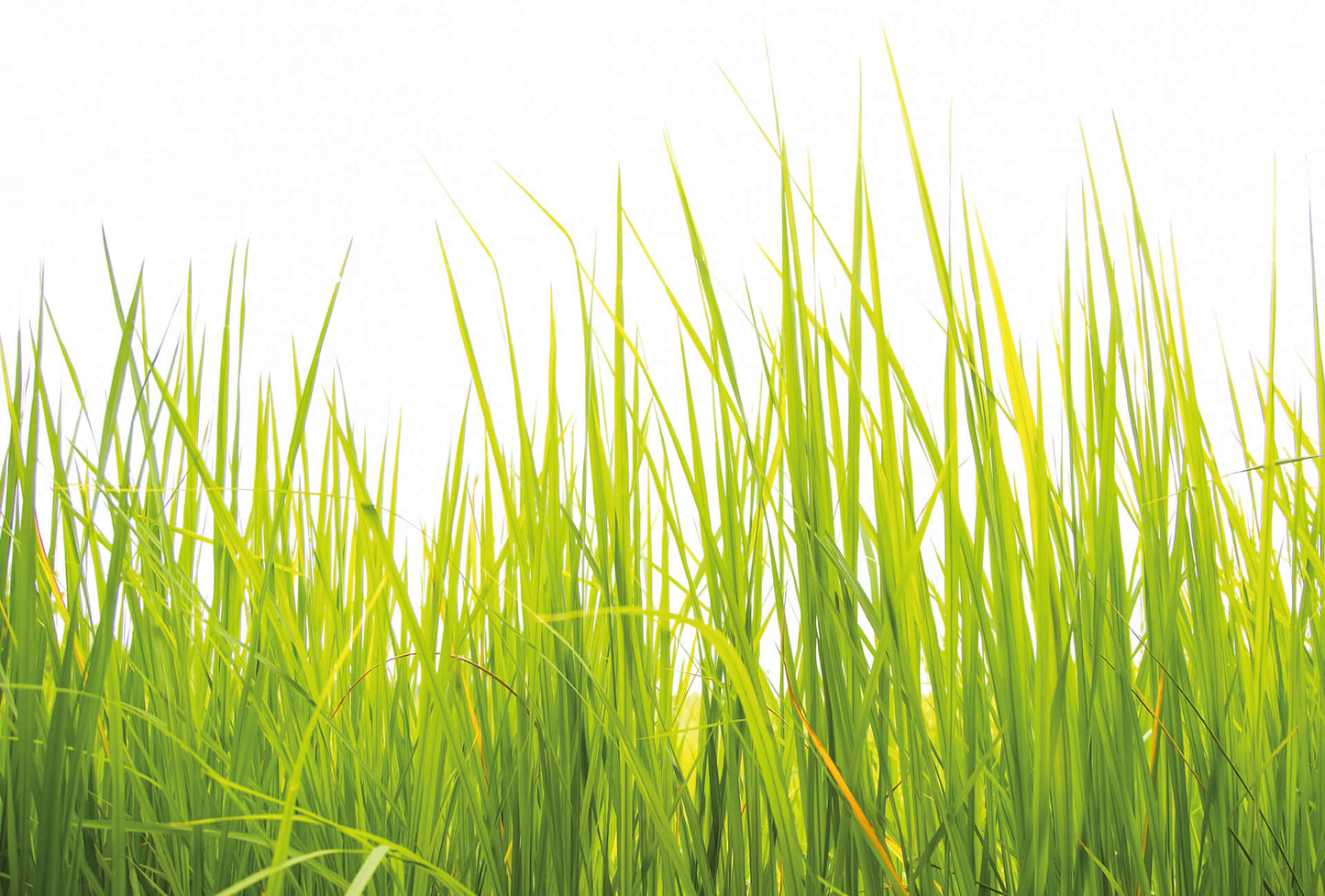 A.S. Création Vlies Fototapete Natur High Grass DD119027 Designwalls 2.0
