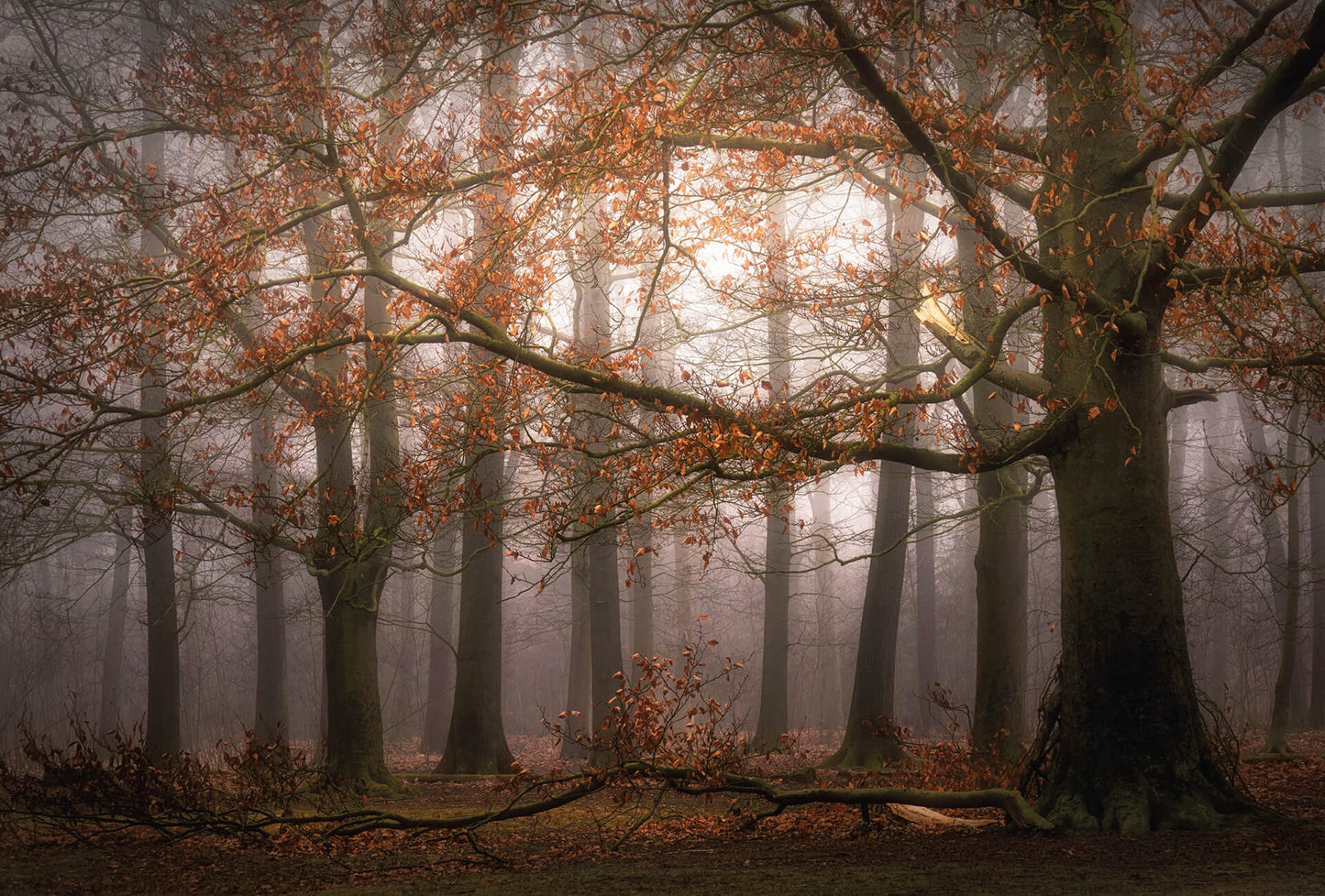A.S. Création Vlies Fototapete Baum Foggy Autumn Forest DD119030 Wald Designwall