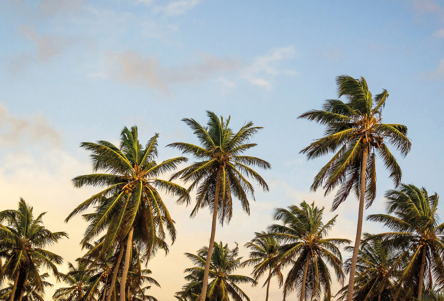 A.S. Création Vlies Fototapete Palmen Take me to Ibiza DD119041 Designwall