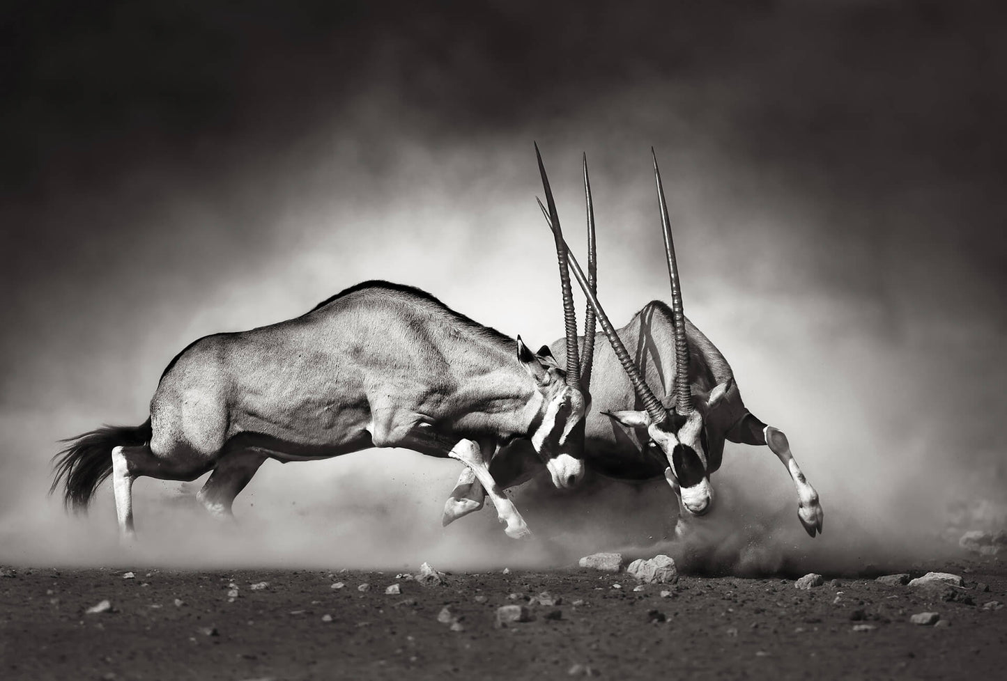 A.S. Création Vlies Fototapete Tiere The Duel DD119046 - Designwalls