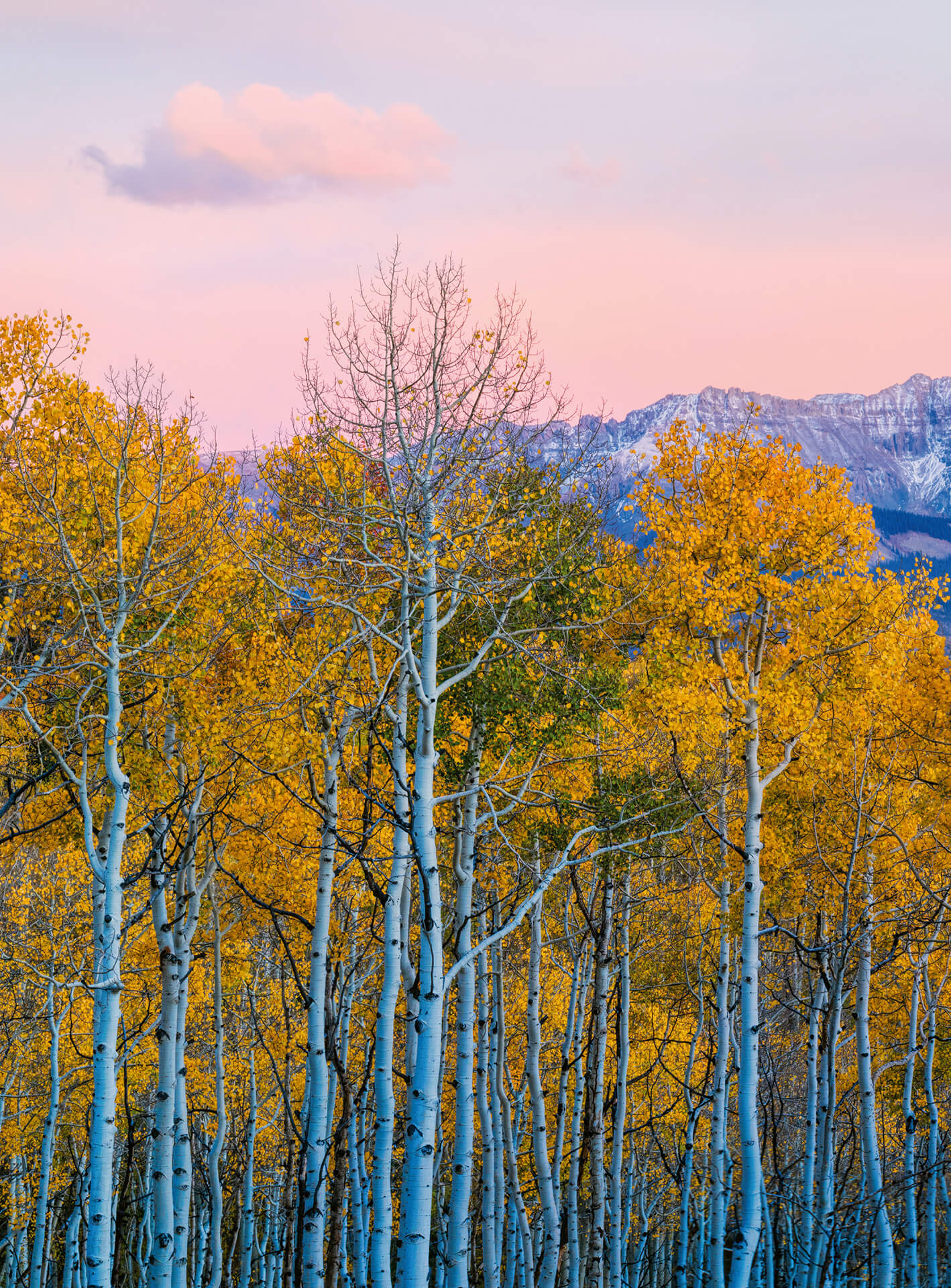 A.S. Création Vlies Fototapete Birkenwald Birches And Mountains DD119071 Wald