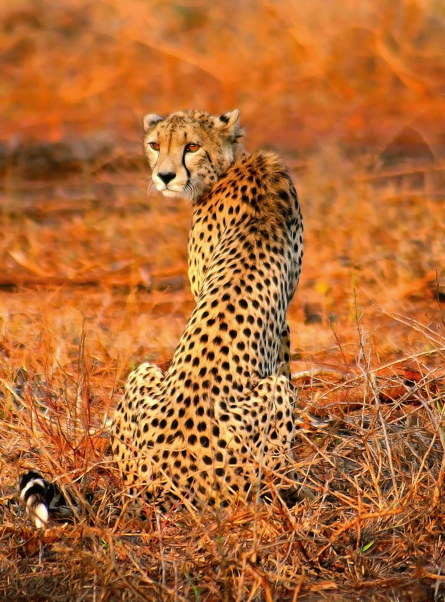 A.S. Création Vlies Fototapete Leopard Leopard Safari DD119074 Tiere Designwall