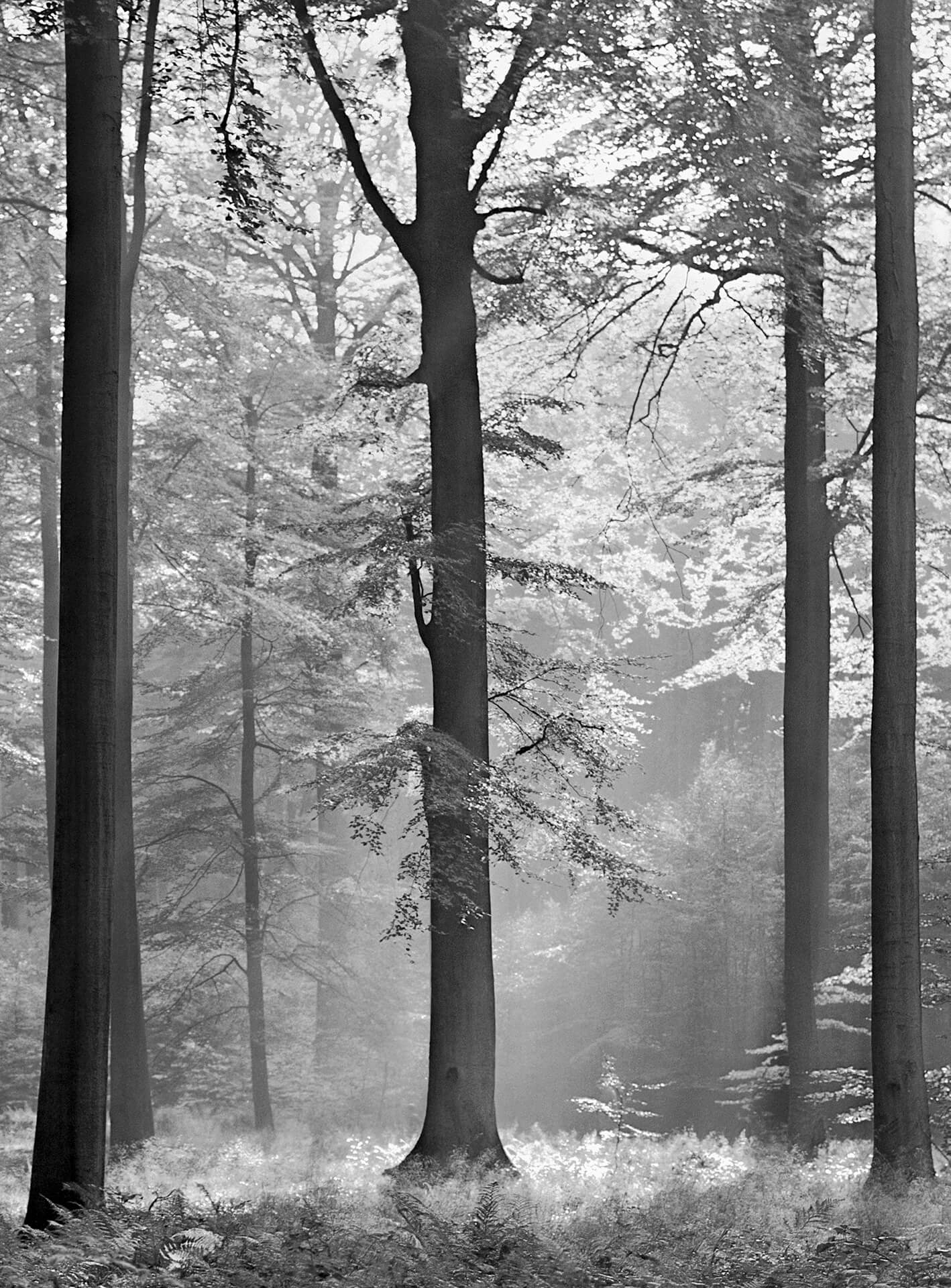 A.S. Création Vlies Fototapete Wald Avalon DD119094 Baum Designwalls 2.0