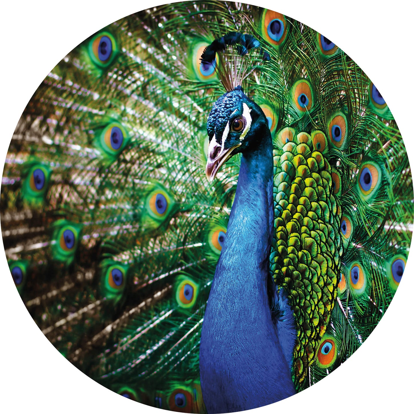 A.S. Création Vlies Fototapete Vögel Blau Beautiful Peacock DD119198 Designwalls