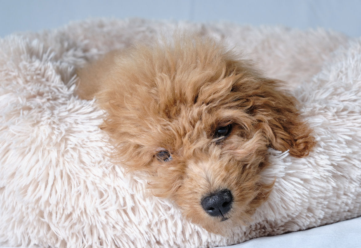 Plüsch Hundebett 55cm Katzenbett Hunde Kissen Hundekorb Schlafplatz Hund Katze