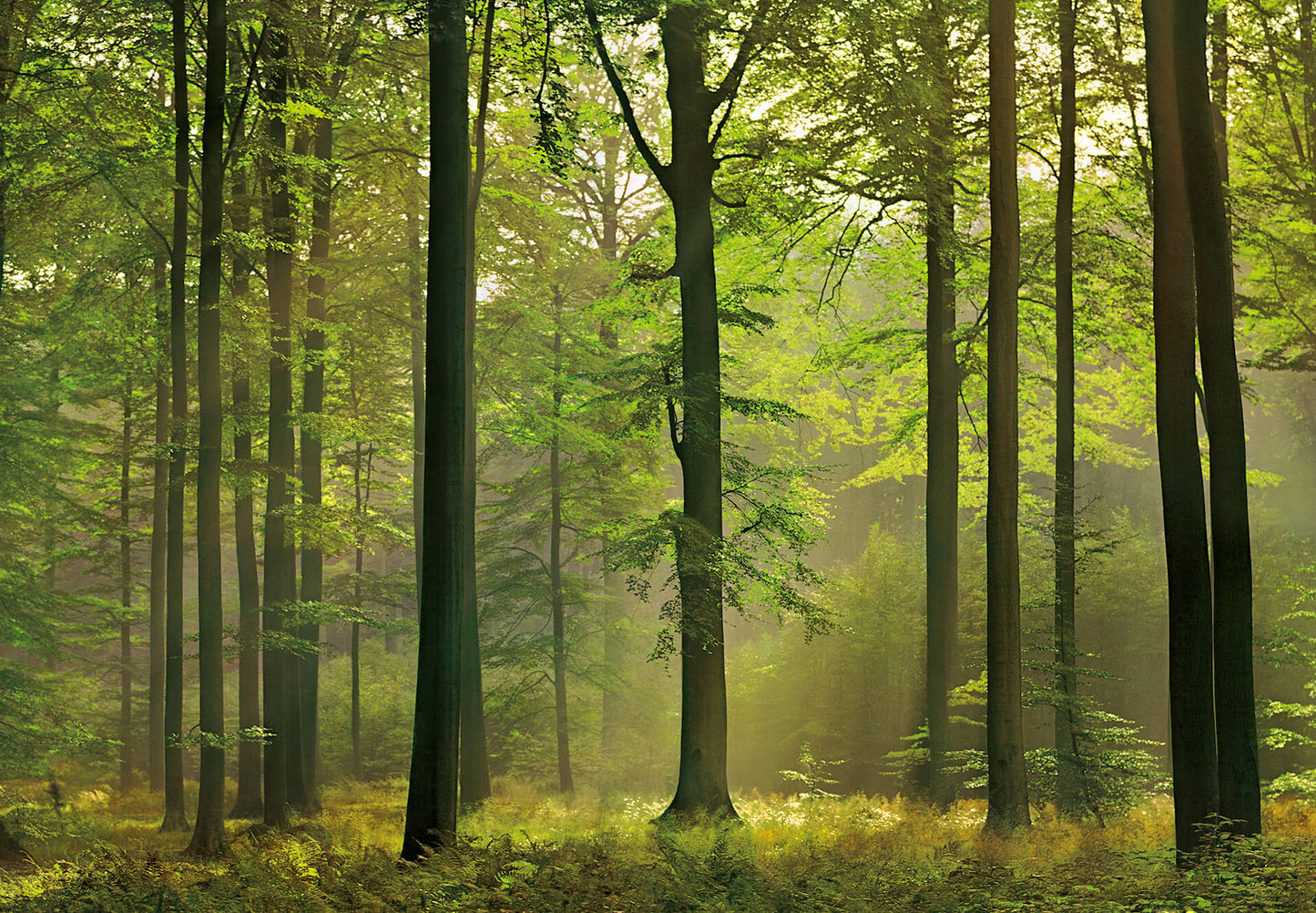 A.S. Création Papier Fototapete Wald Autumn Forest DD118857 Baum Designwalls 2.0