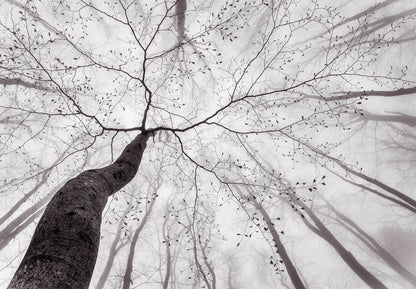 A.S. Création Papier Fototapete Baum Inside Treses DD118886 Wald Designwalls 2.0