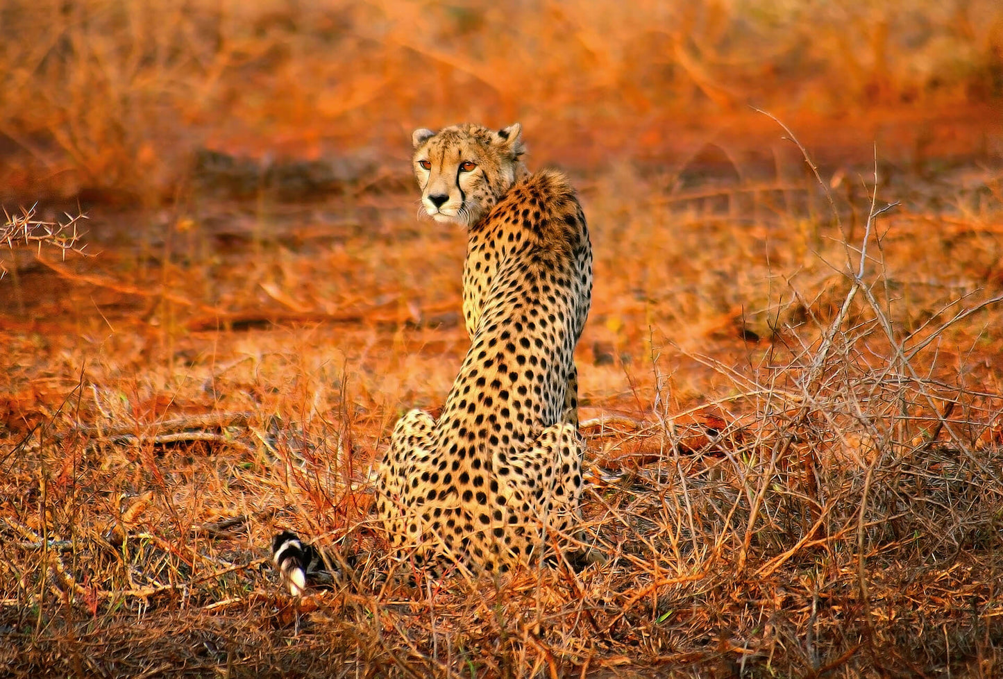 A.S. Création Vlies Fototapete Leopard Leopard Safari DD118918 Tiere Designwalls