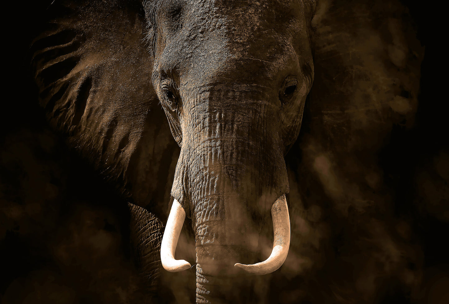 A.S. Création Vlies Fototapete Elefant Elephant Ivory DD118922 Tiere Designwalls