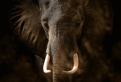 A.S. Création Vlies Fototapete Elefant Elephant Ivory DD118922 Tiere Designwalls