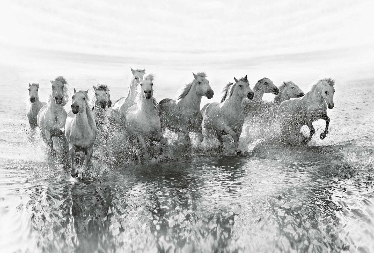 A.S. Création Vlies Fototapete Pferde White Horses DD118941 Tiere Designwalls