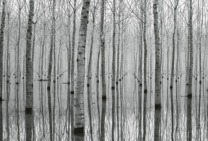 A.S. Création Vlies Fototapete See - Birch Forest in the Water DD118946 Tapete
