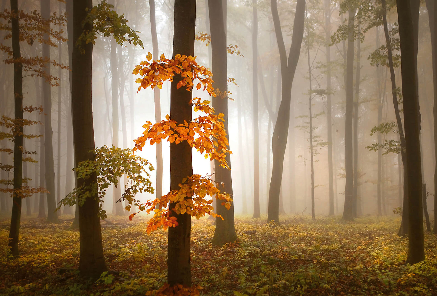 A.S. Création Vlies Fototapete Wald  Foggy Autumn Forrest DD118964 Baum Tapete