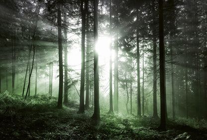 A.S. Création Vlies Fototapete Wald Sun Rays DD118971 Sonnenuntergang Designwall