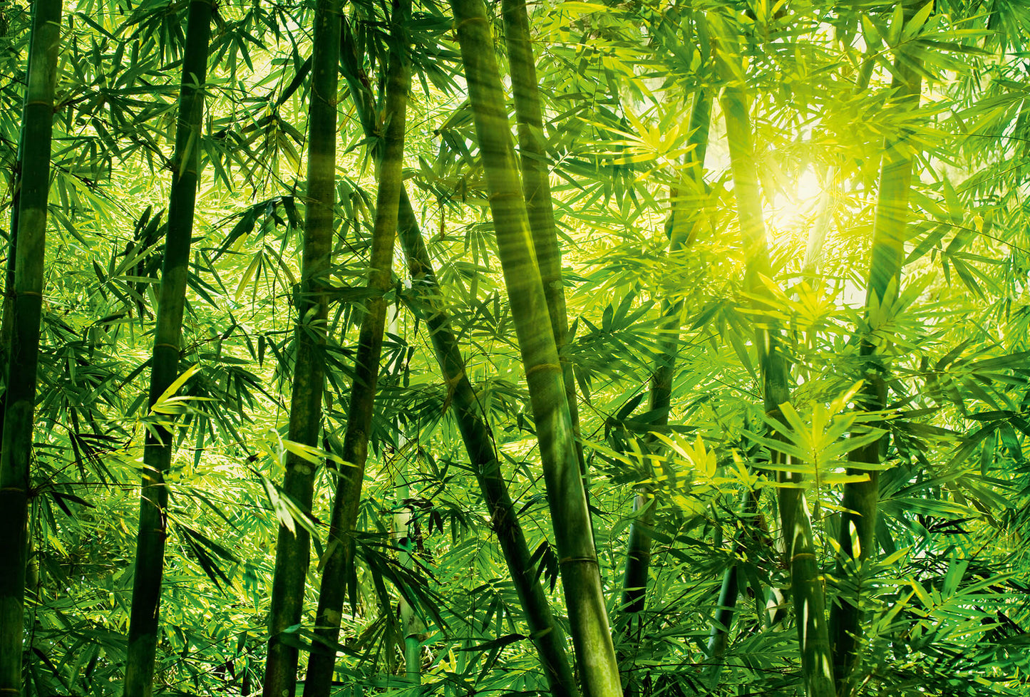 A.S. Création Vlies Fototapete Bambus Bamboo Forest DD118986 Natur Designwalls