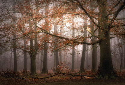 A.S. Création Vlies Fototapete Baum Foggy Autumn Forest DD119030 Wald Designwall