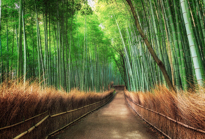 A.S. Création Vlies Fototapete Bambus Grove Kyoto DD119040 Natur Designwall