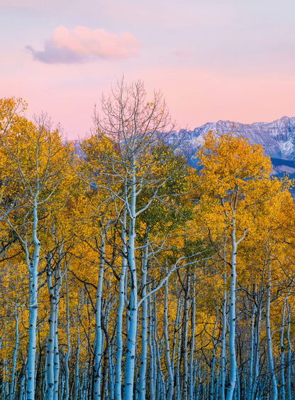 A.S. Création Vlies Fototapete Birkenwald Birches And Mountains DD119071 Wald