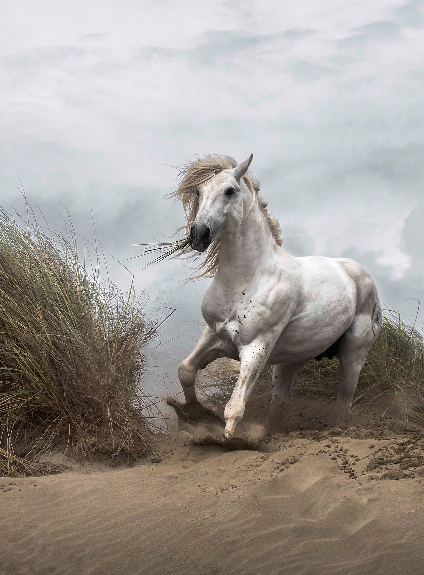 A.S. Création Vlies Fototapete Pferde White Wild Horse DD119076 Tiere Tapete