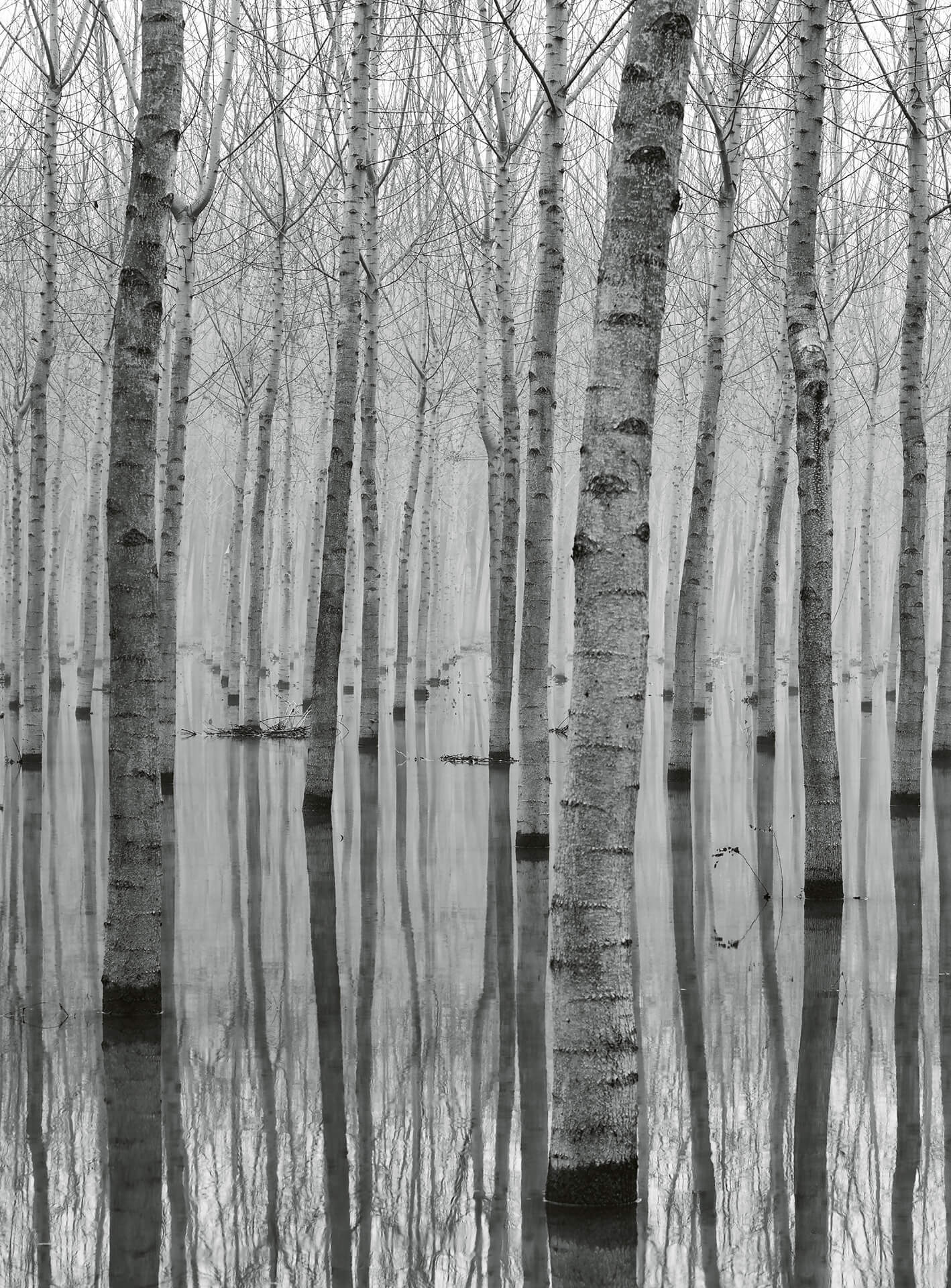 A.S. Création Vlies Fototapete See Birch Forest In The Water DD119083 Designwall