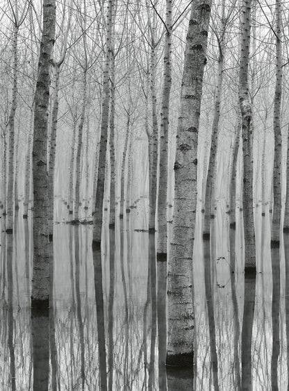 A.S. Création Vlies Fototapete See Birch Forest In The Water DD119083 Designwall