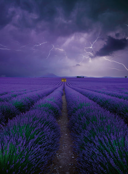 A.S. Création Vlies Fototapete Lavendel Field Lavender DD119090 Natur Designwall