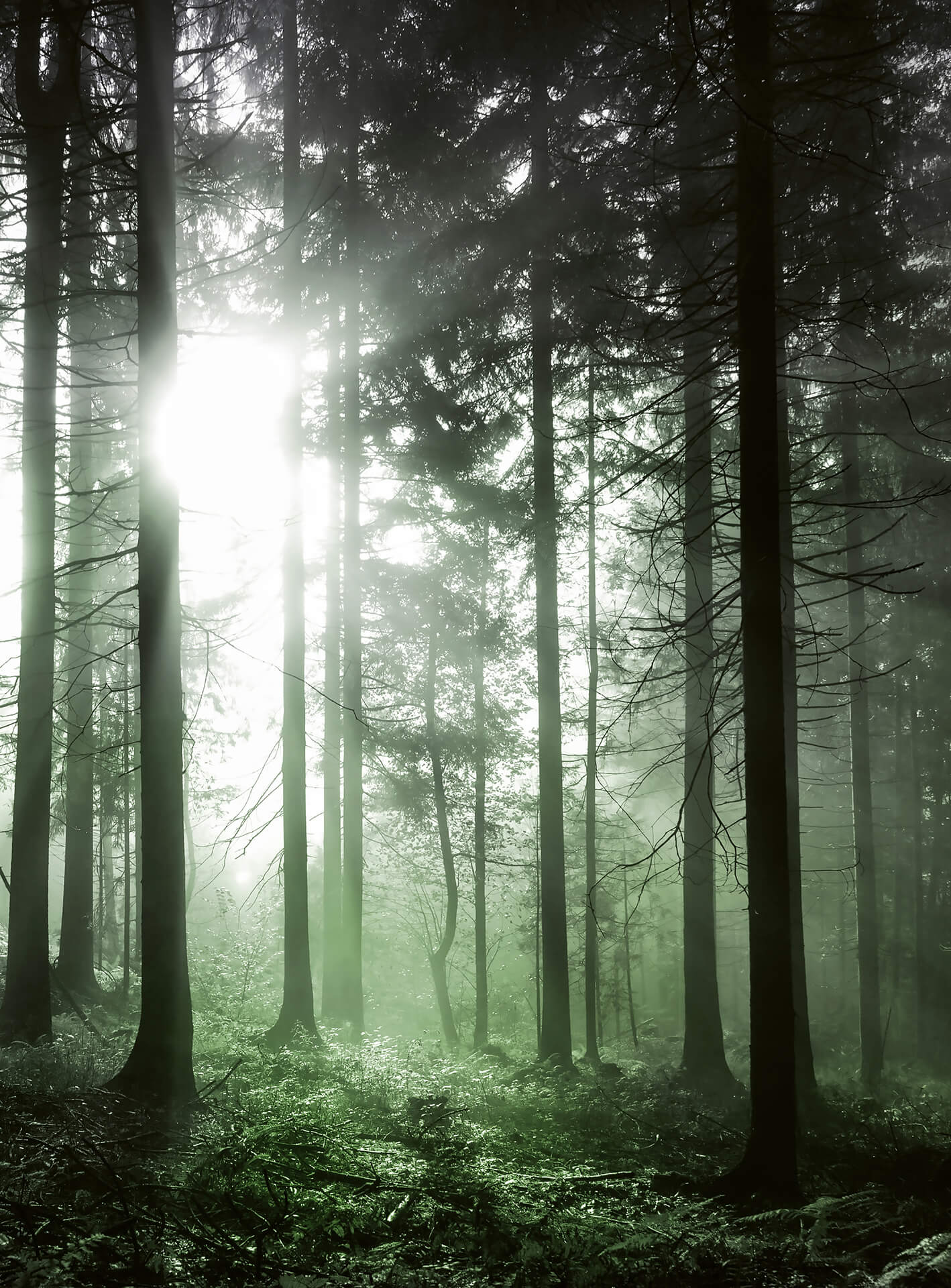 A.S. Création Vlies Fototapete Wald Sun Rays DD119091 Sonnenuntergang Designwall