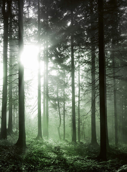 A.S. Création Vlies Fototapete Wald Sun Rays DD119091 Sonnenuntergang Designwall