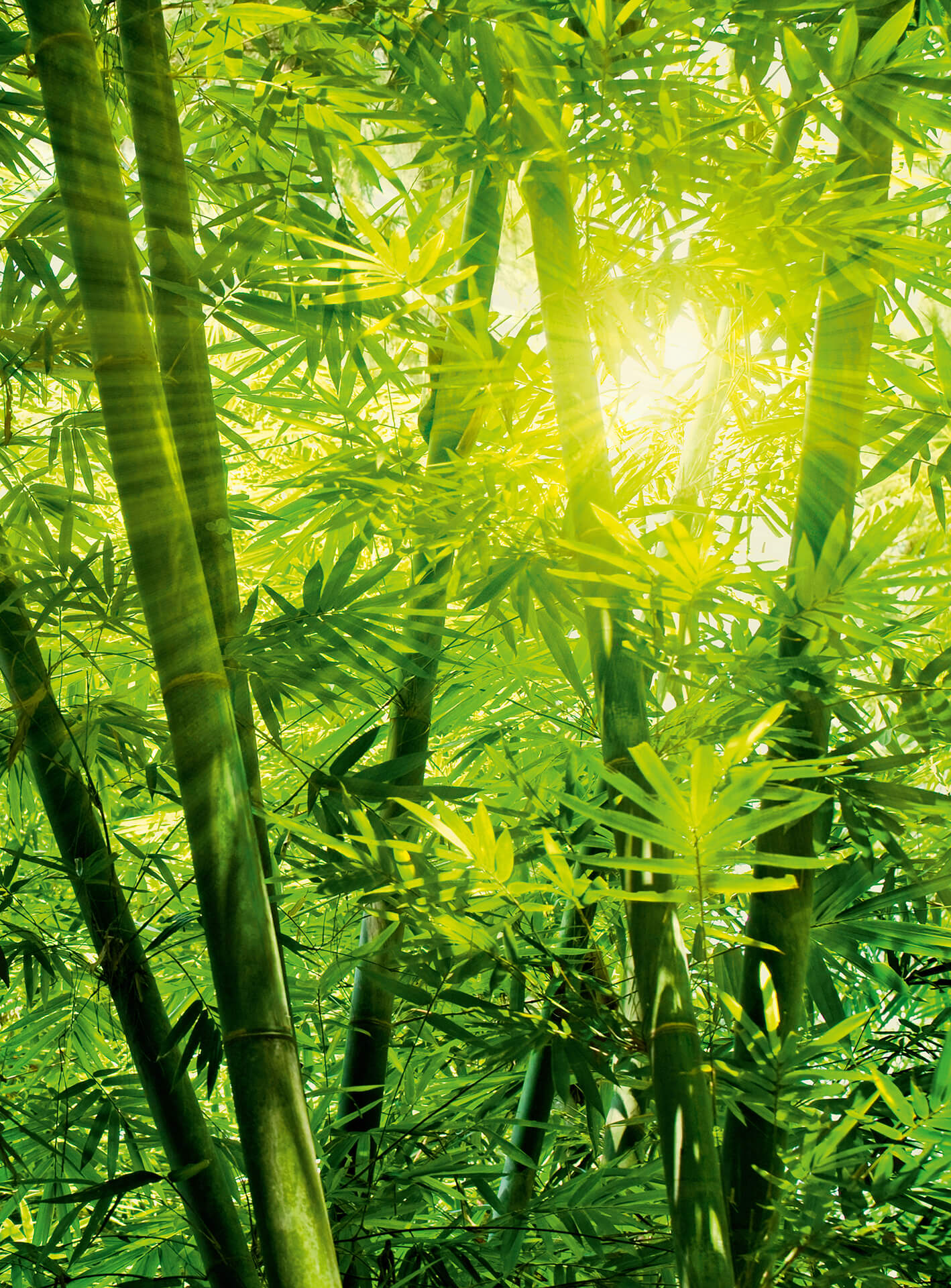 A.S. Création Vlies Fototapete Bambus Bamboo Forest DD119095 Natur Designwalls