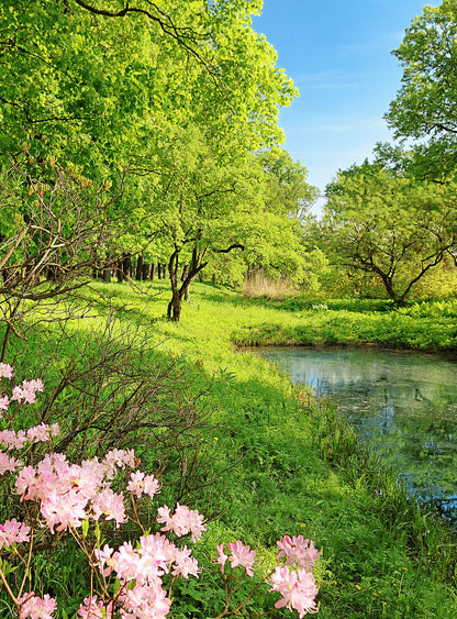 A.S. Création Vlies Fototapete See Park in the Spring DD119099 Natur Designwalls