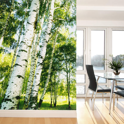 A.S. Création Vlies Fototapete Birkenwald Sunshine Forest DD119119  Designwalls