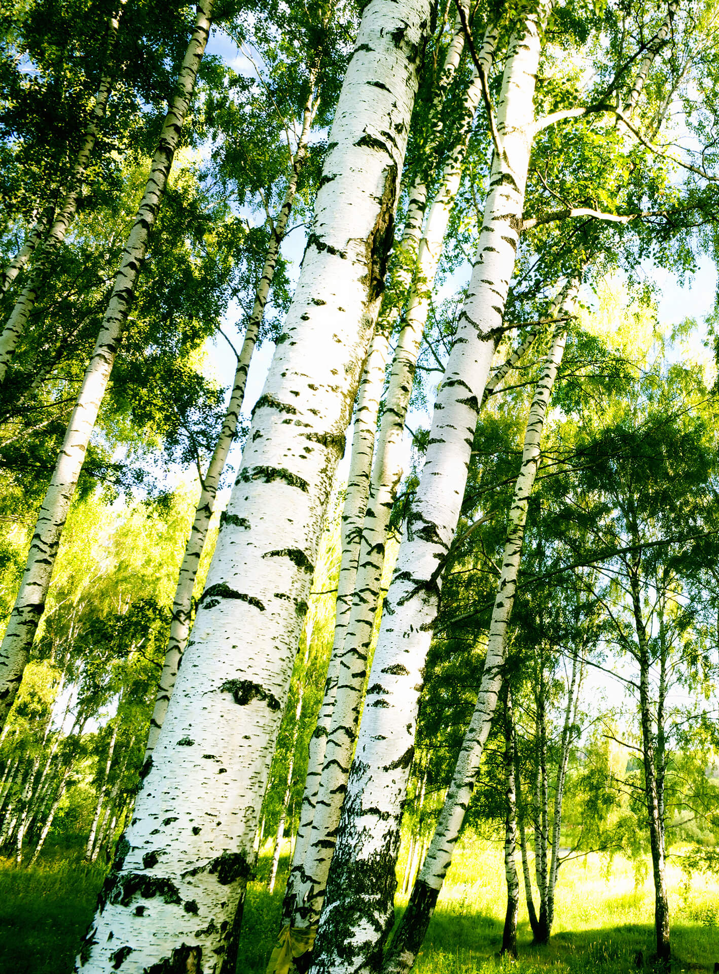 A.S. Création Vlies Fototapete Birkenwald Sunshine Forest DD119119  Designwalls