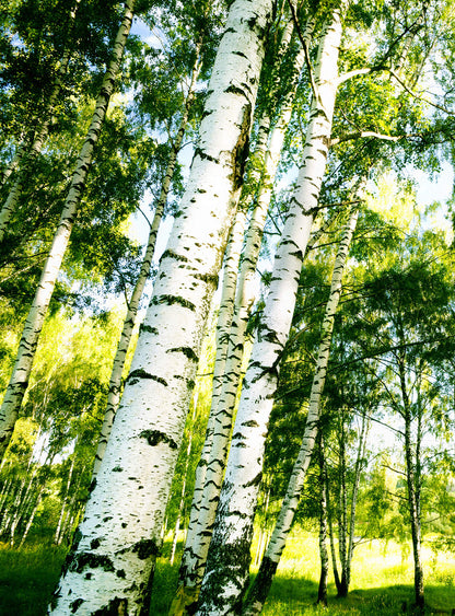 A.S. Création Vlies Fototapete Birkenwald Sunshine Forest DD119119  Designwalls