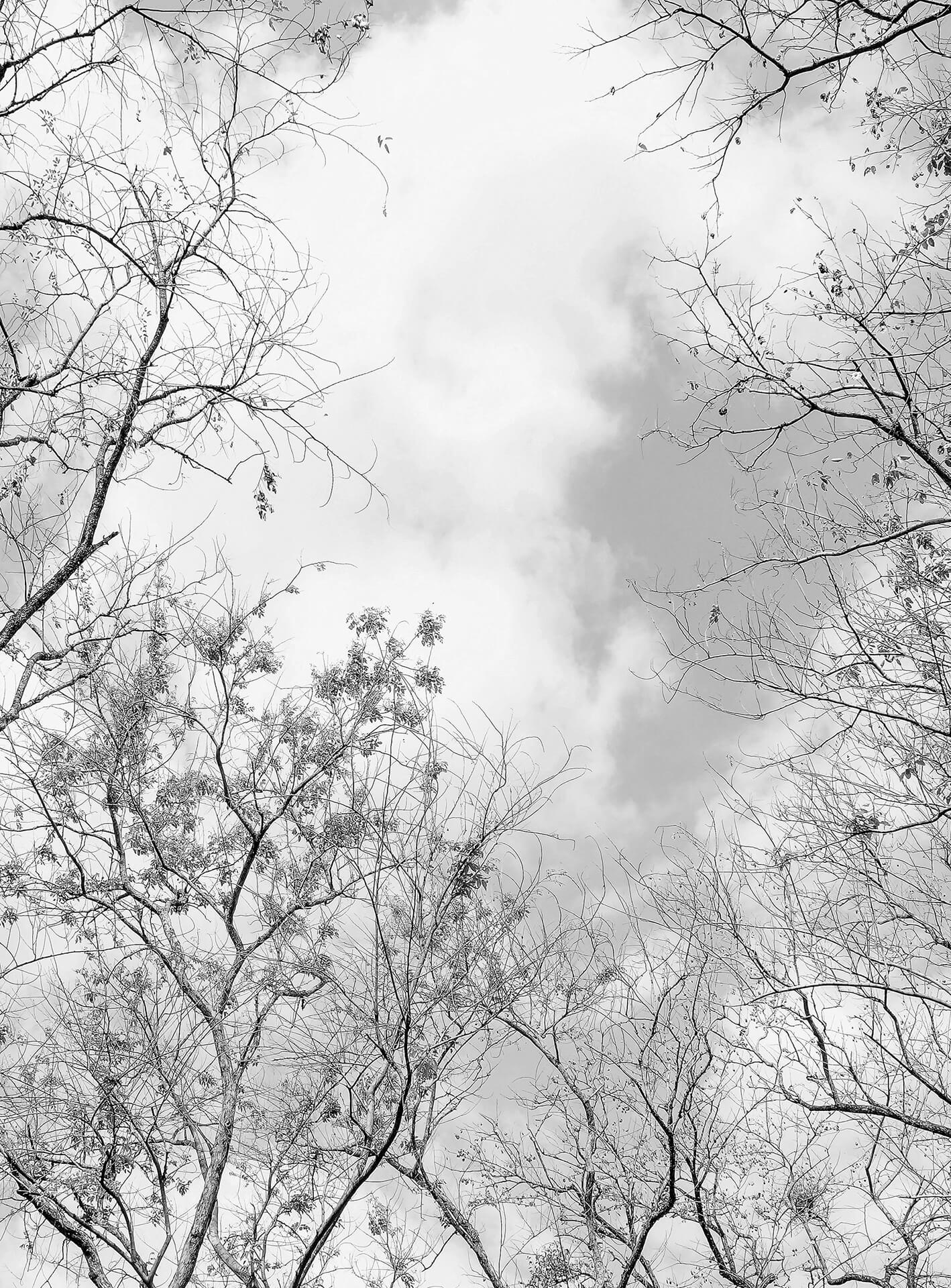 A.S. Création Vlies Fototapete Wald  Tree Tops  DD119124 Baum  Designwalls 2.0