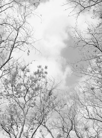 A.S. Création Vlies Fototapete Wald  Tree Tops  DD119124 Baum  Designwalls 2.0