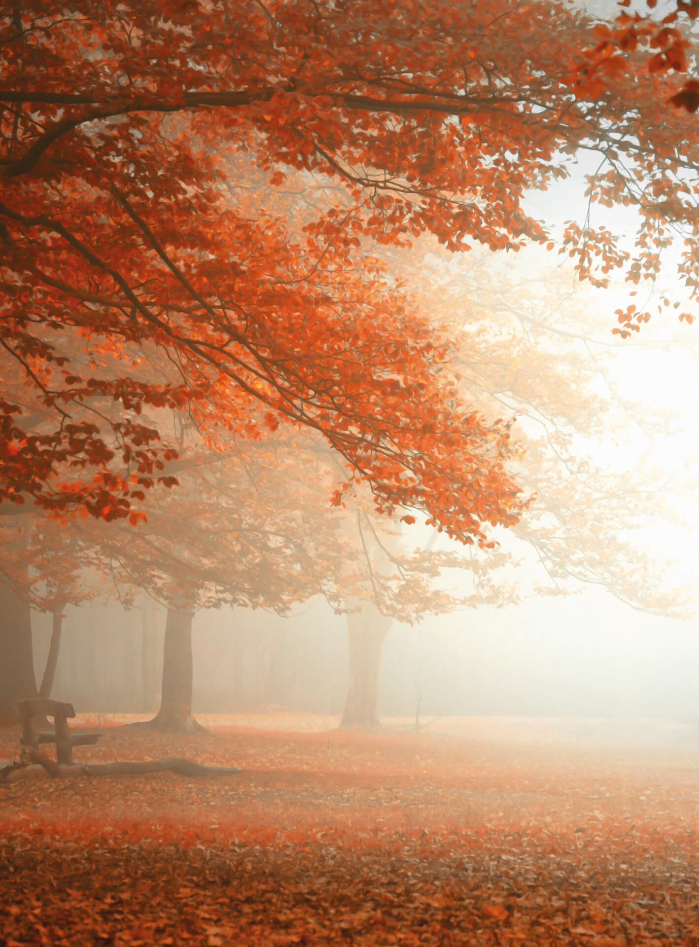 A.S. Création Vlies Fototapete Wald Sleeping Forest DD119128 Baum Designwalls