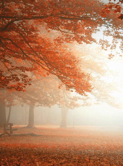 A.S. Création Vlies Fototapete Wald Sleeping Forest DD119128 Baum Designwalls