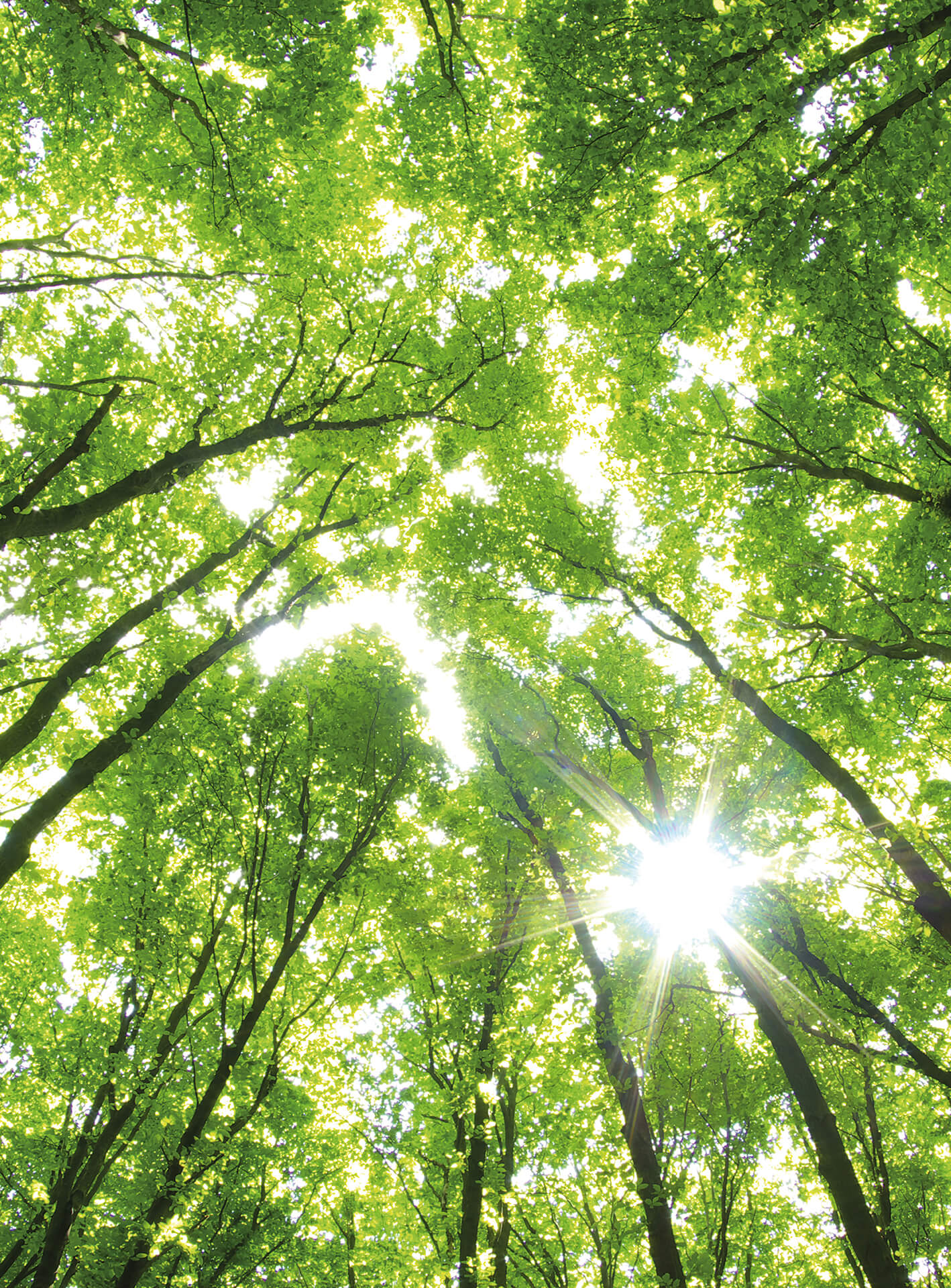 A.S. Création Vlies Fototapete Wald Sunny Forest DD119129 Baum Designwalls 2.0