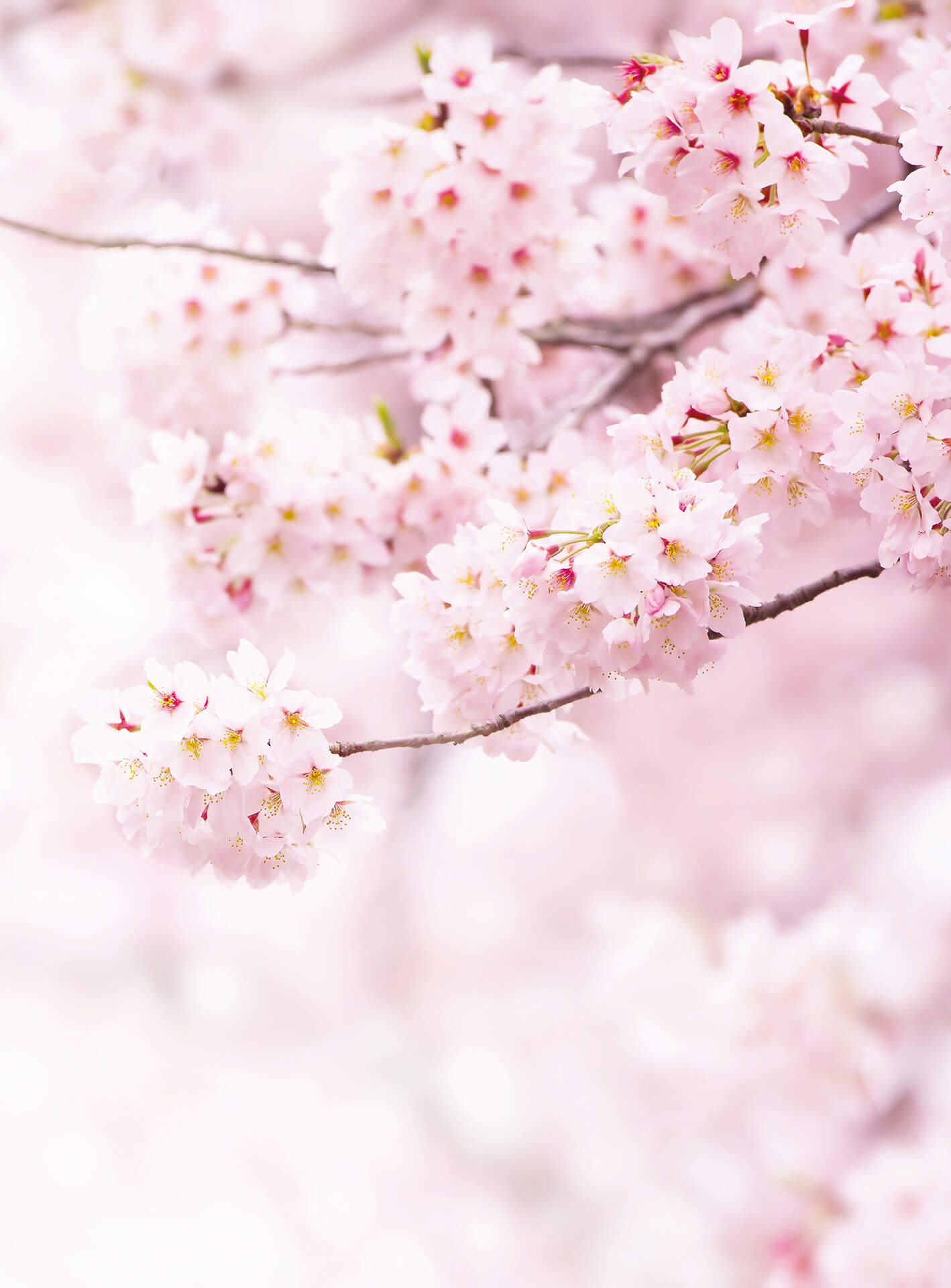 A.S. Création Vlies Fototapete Kirschblüte Delicate Flowers DD119138 Baum Tapete