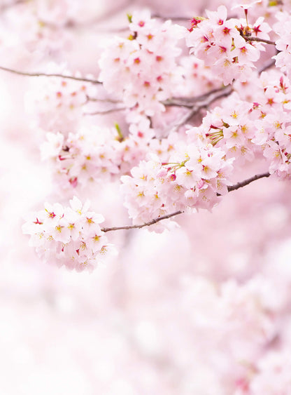 A.S. Création Vlies Fototapete Kirschblüte Delicate Flowers DD119138 Baum Tapete