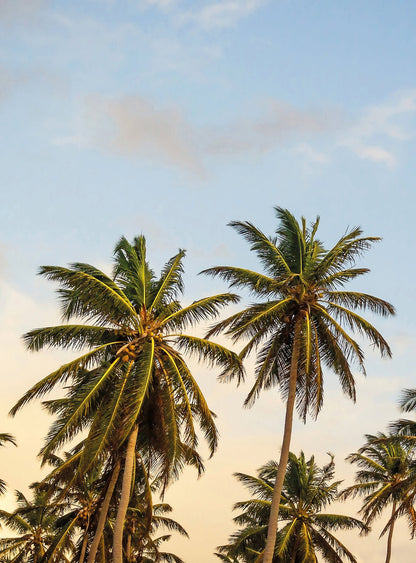 A.S. Création Vlies Fototapete Palmen Take me to Ibiza DD119150 Designwalls