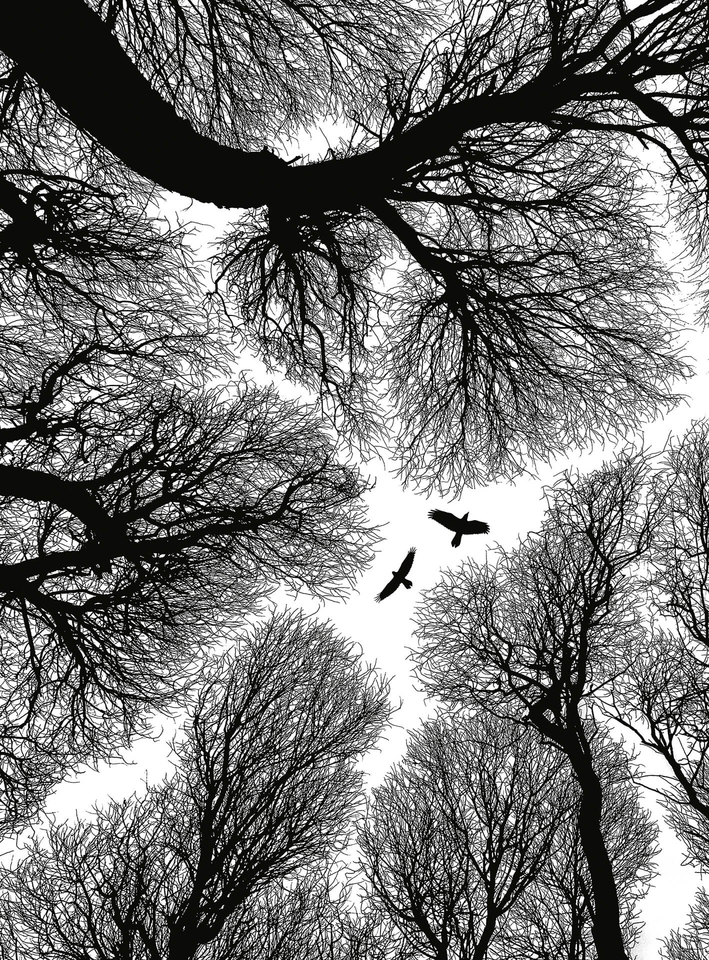 A.S. Création Vlies Fototapete Wald  Escape DD119154 -  Designwalls 2.0