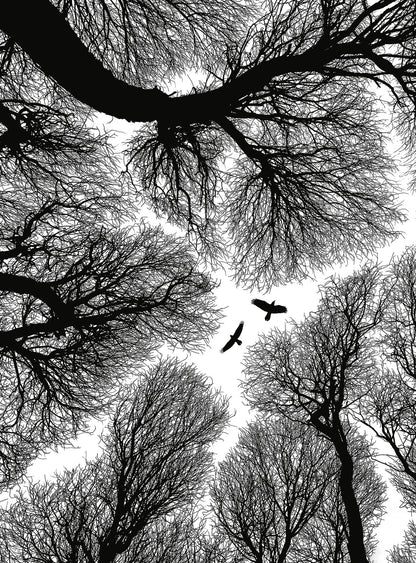 A.S. Création Vlies Fototapete Wald  Escape DD119154 -  Designwalls 2.0