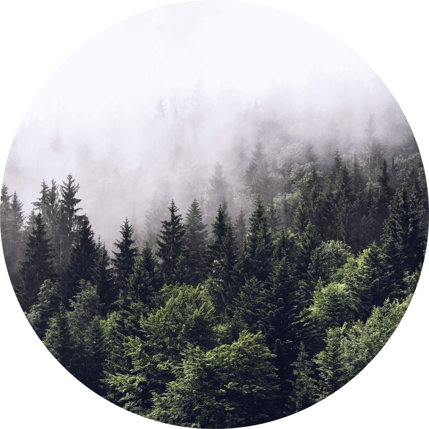 A.S. Création Vlies Fototapete Wald Foggy Forest  DD119184 Baum Designwalls 2.0