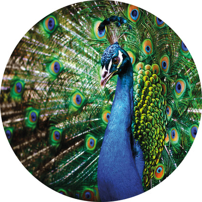 A.S. Création Vlies Fototapete Vögel Blau Beautiful Peacock DD119198 Designwalls